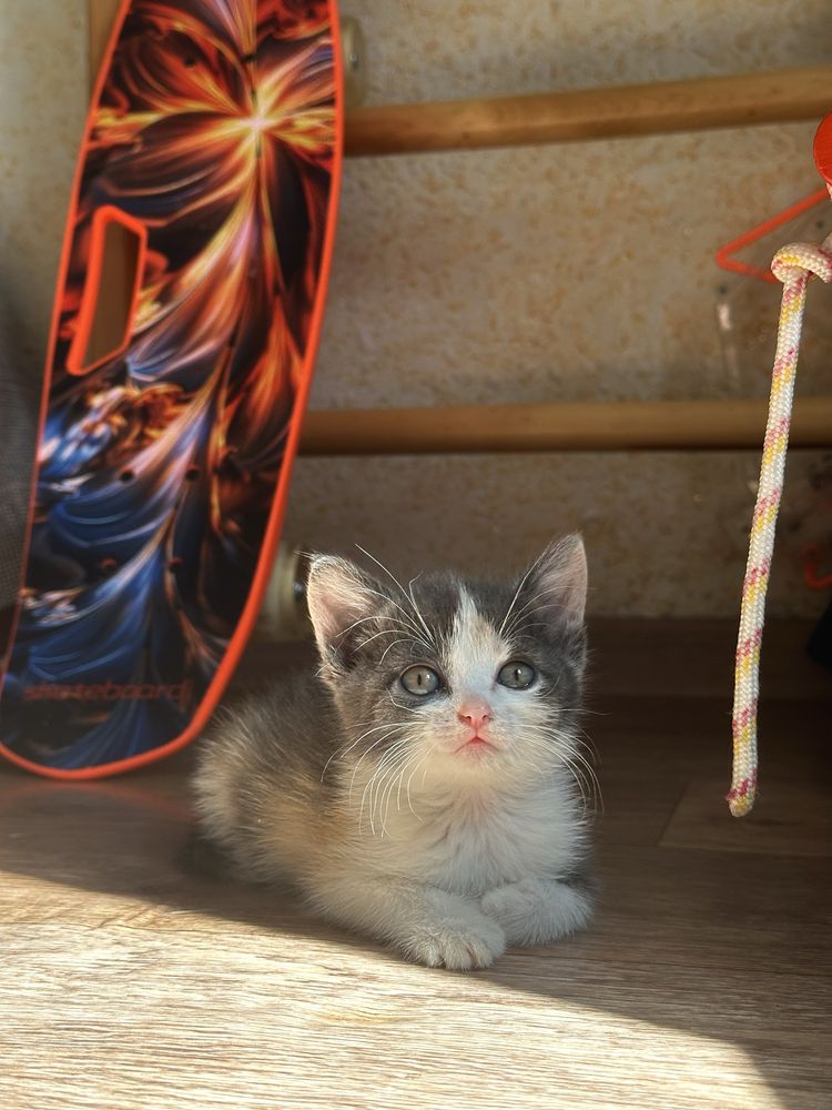 Котята в хорошие руки