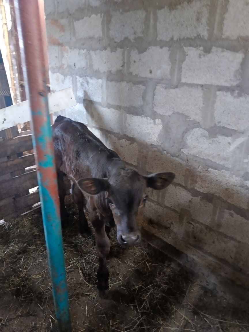 Продам Бычка  2 месеца