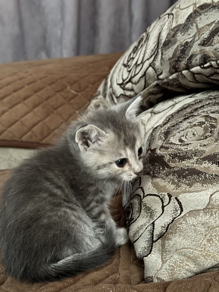 Отдам котят в добрые руки