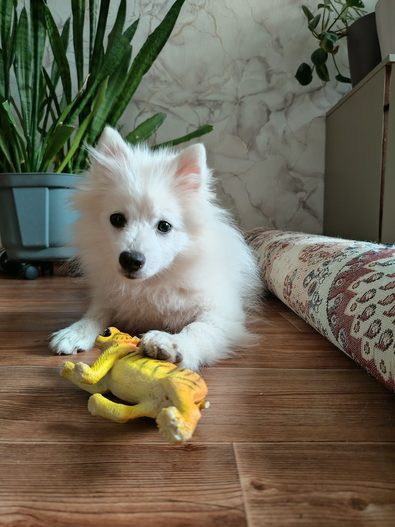 Маленькая Молли ищет добрую семью. , девочка 5 месяцев,.