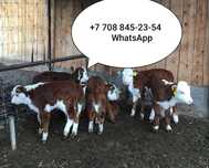 Продам бычки телята на откорм