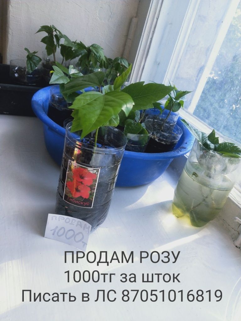 продам РОЗУ для декора за 1000тг