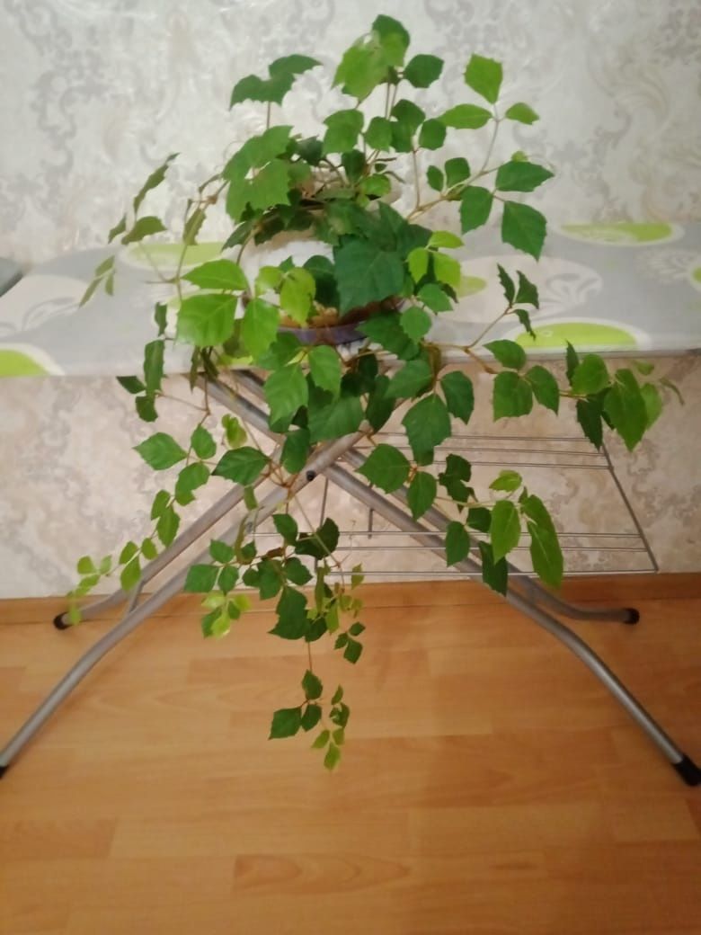 Продам цветок, вьюн "березка".