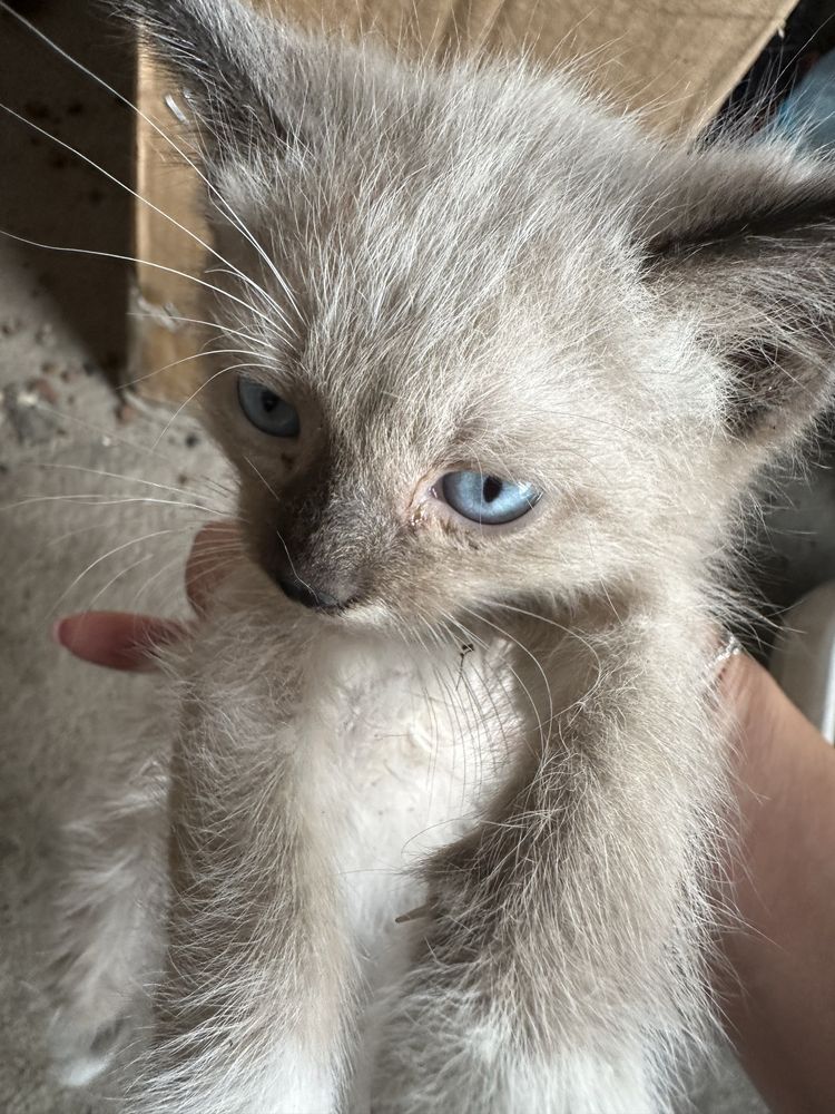 Отдам котят бесплатно