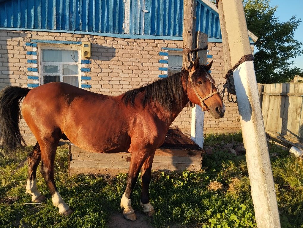 Продам мерина обученного