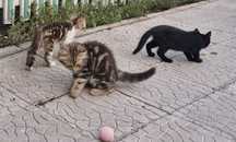 Отдам котят 2.5мес