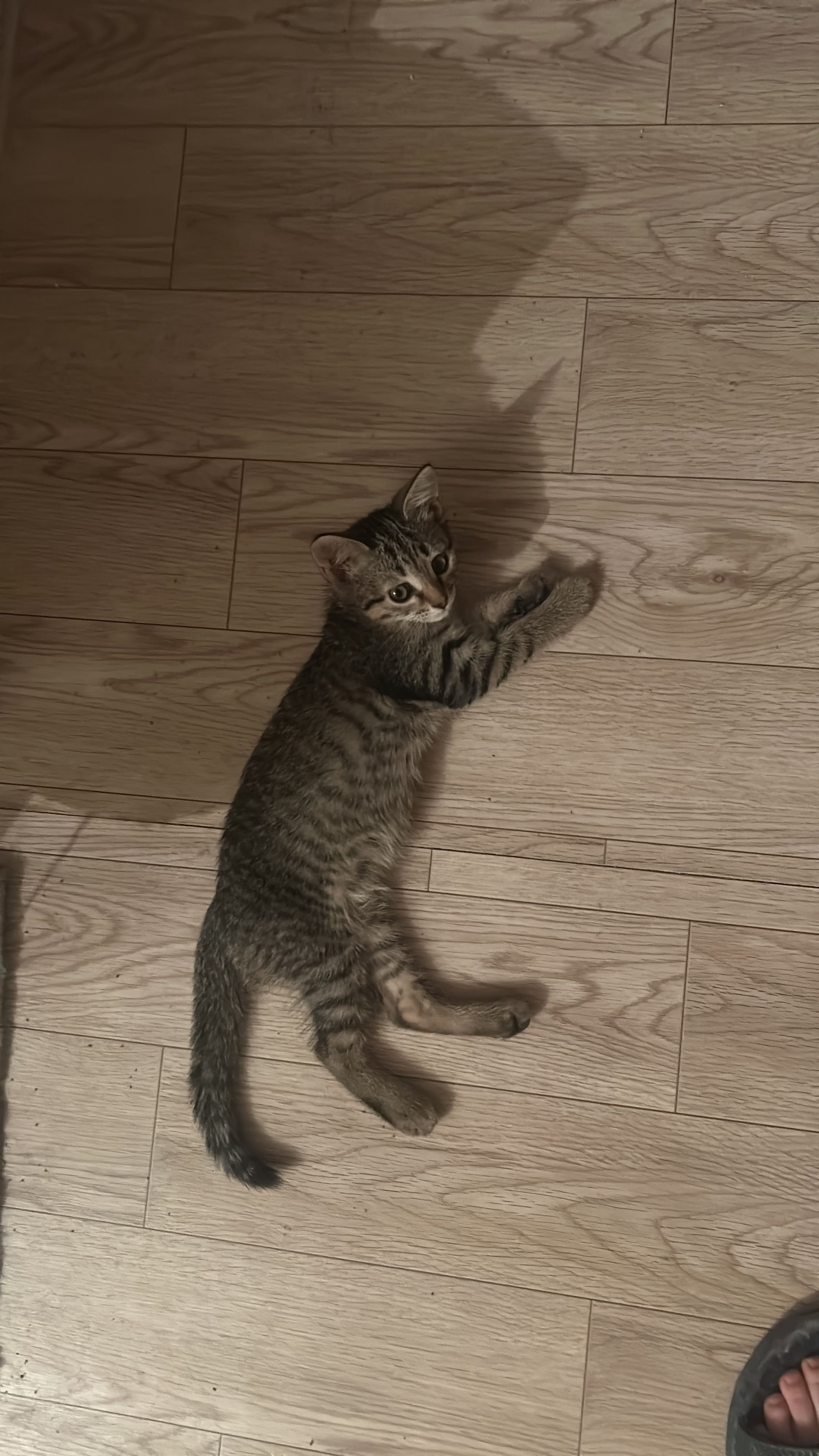 Котята. Девочки. Возраст 2.5 месяца