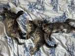 Отдат котят в хорошие руки