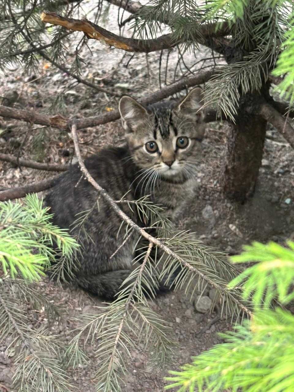 Продам 3 котенка