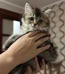 Котенок сибирский девочка 3 месяца