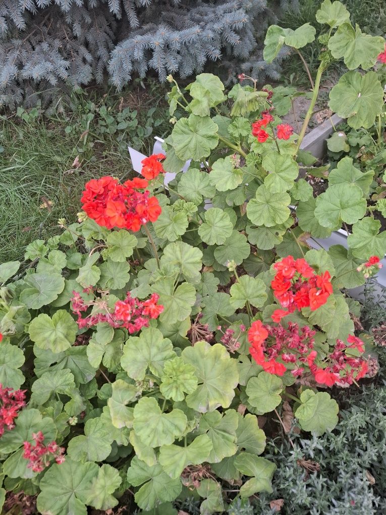 Продаю цветы домашние и садовые