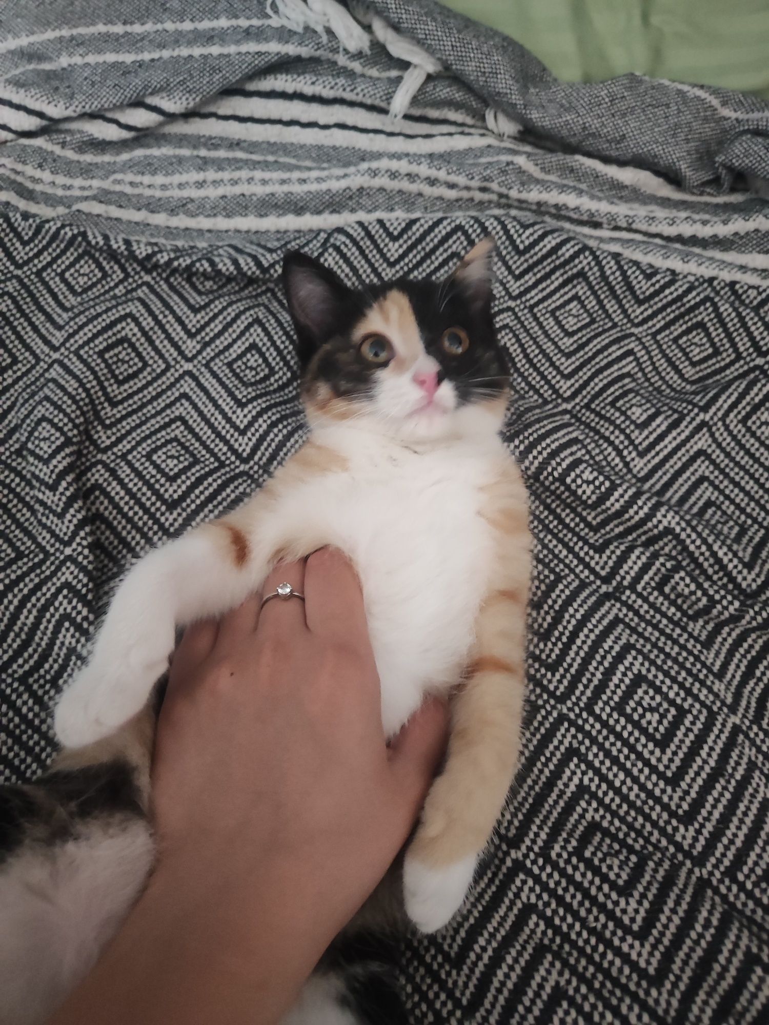 Котёночек девочка ищет дом