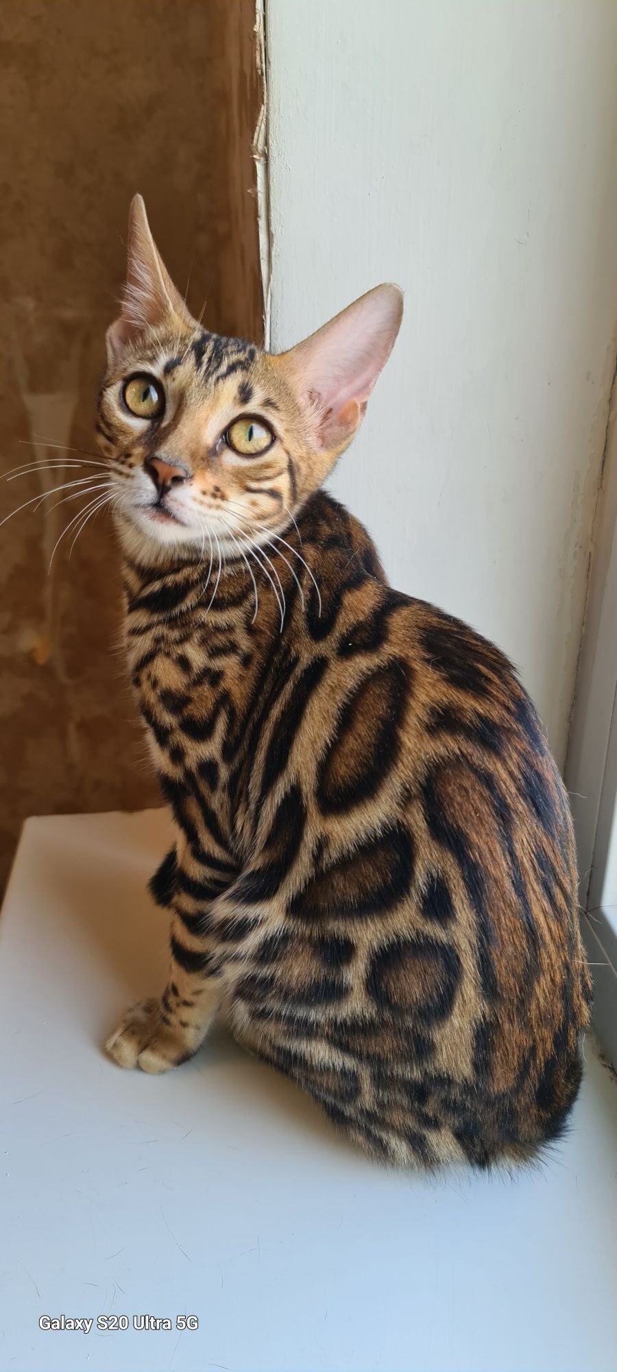 Бенгалы шоу класса