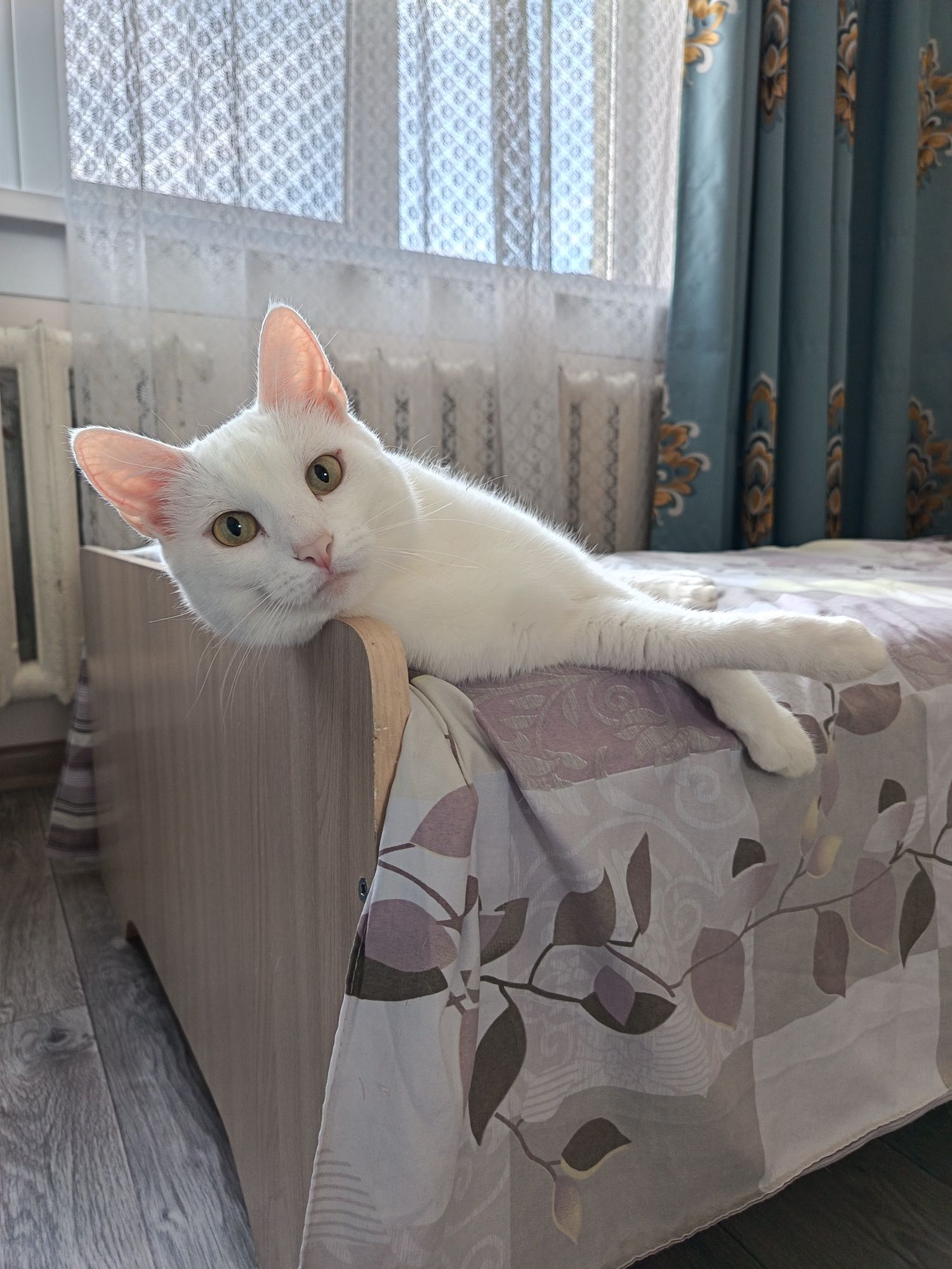 Кошка ходит на унитаз, котёнок бесплатно