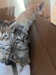 Отдам котят бесплатно