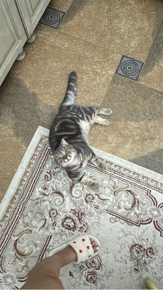 кошку для сводки
