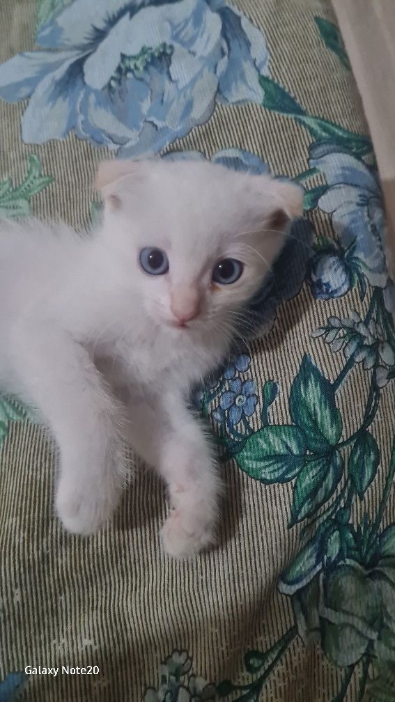 Котята вислоухие