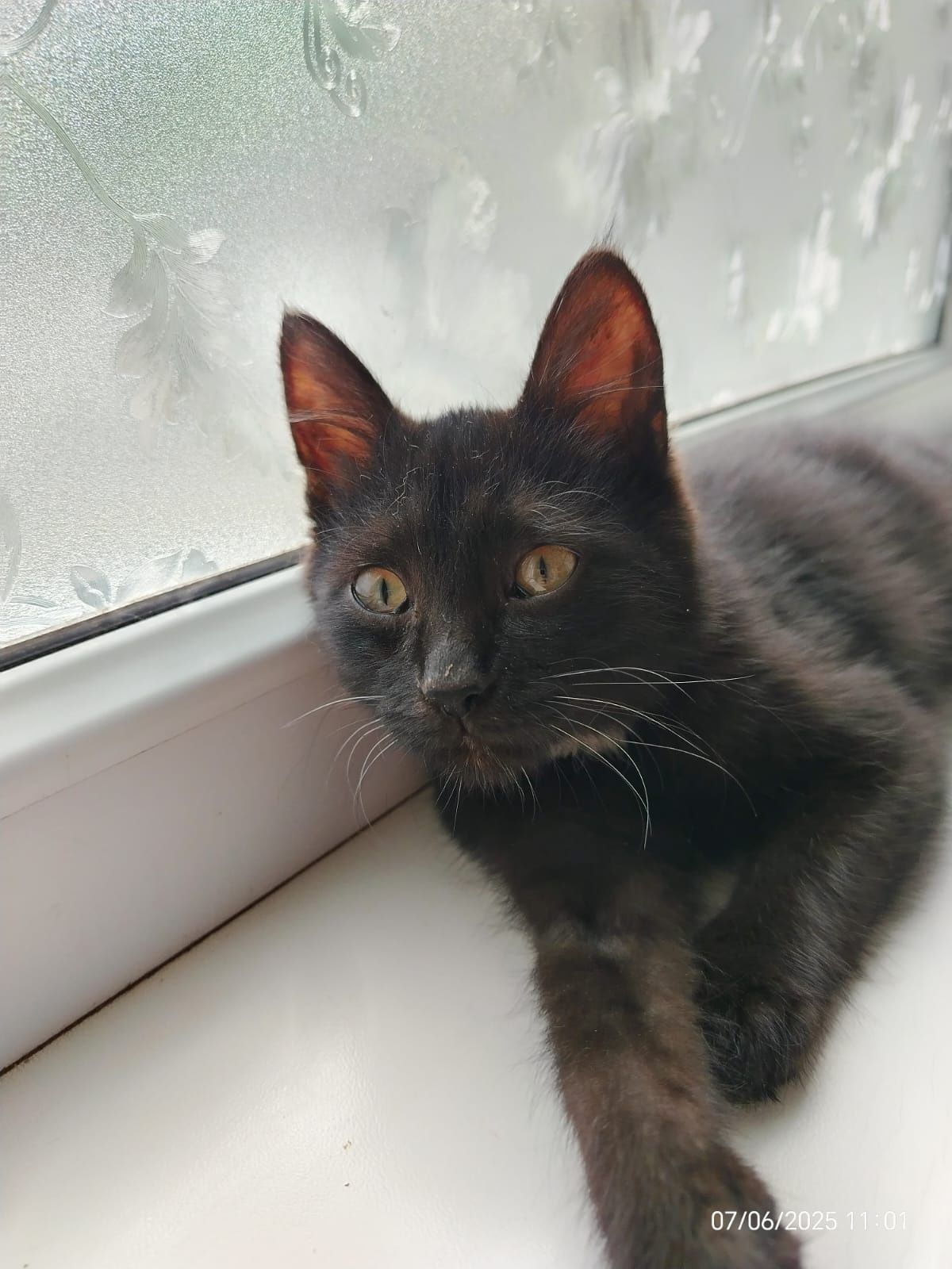 Котенок мальчик.