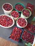 Продажа сливы местной