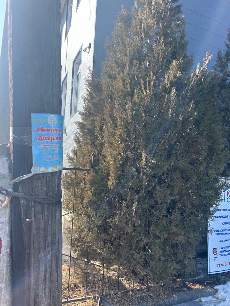 Продам туи высота 4 метра