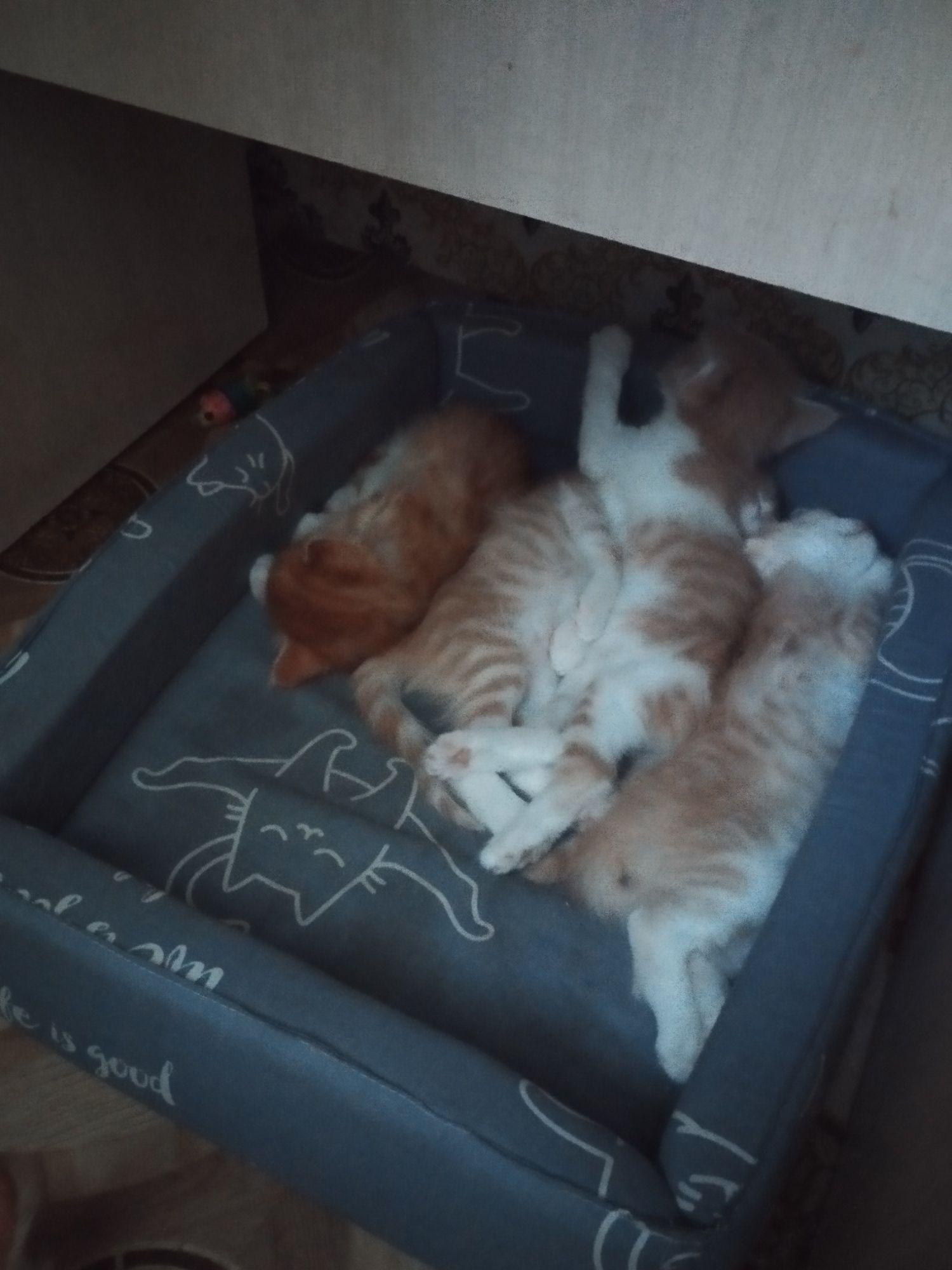 Отдам котят даром маьчеки к лотку приучены кушат всё! То
