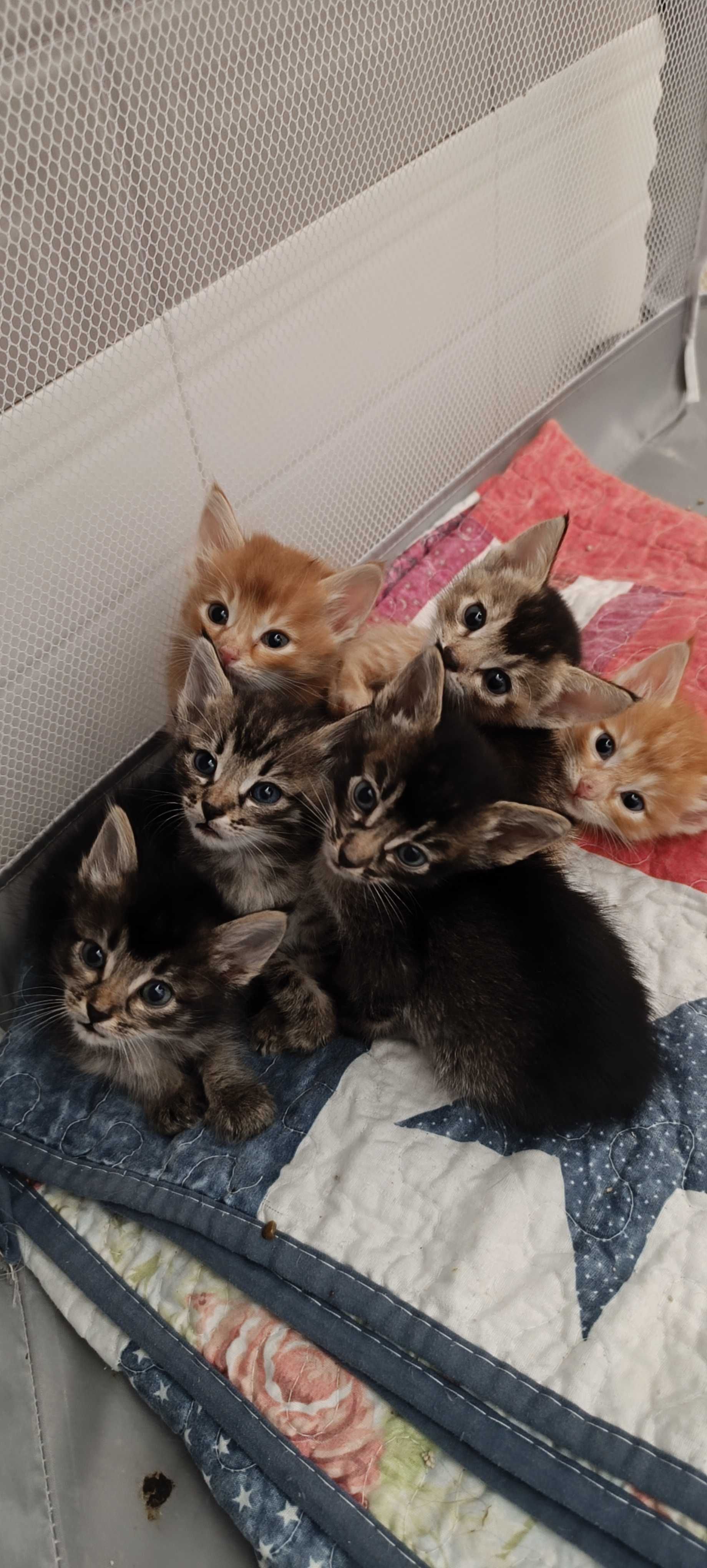 Чаузи котята, метисы.