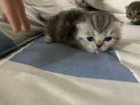 Коята шотландские