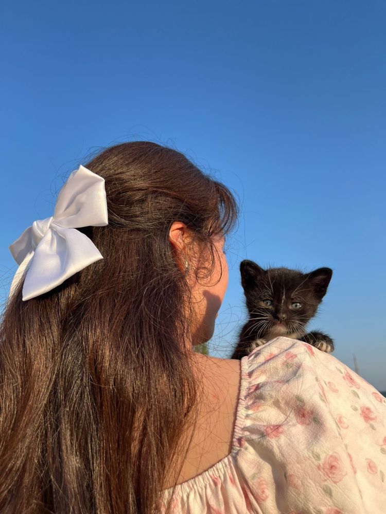 Очаровательные котята в добрые руки