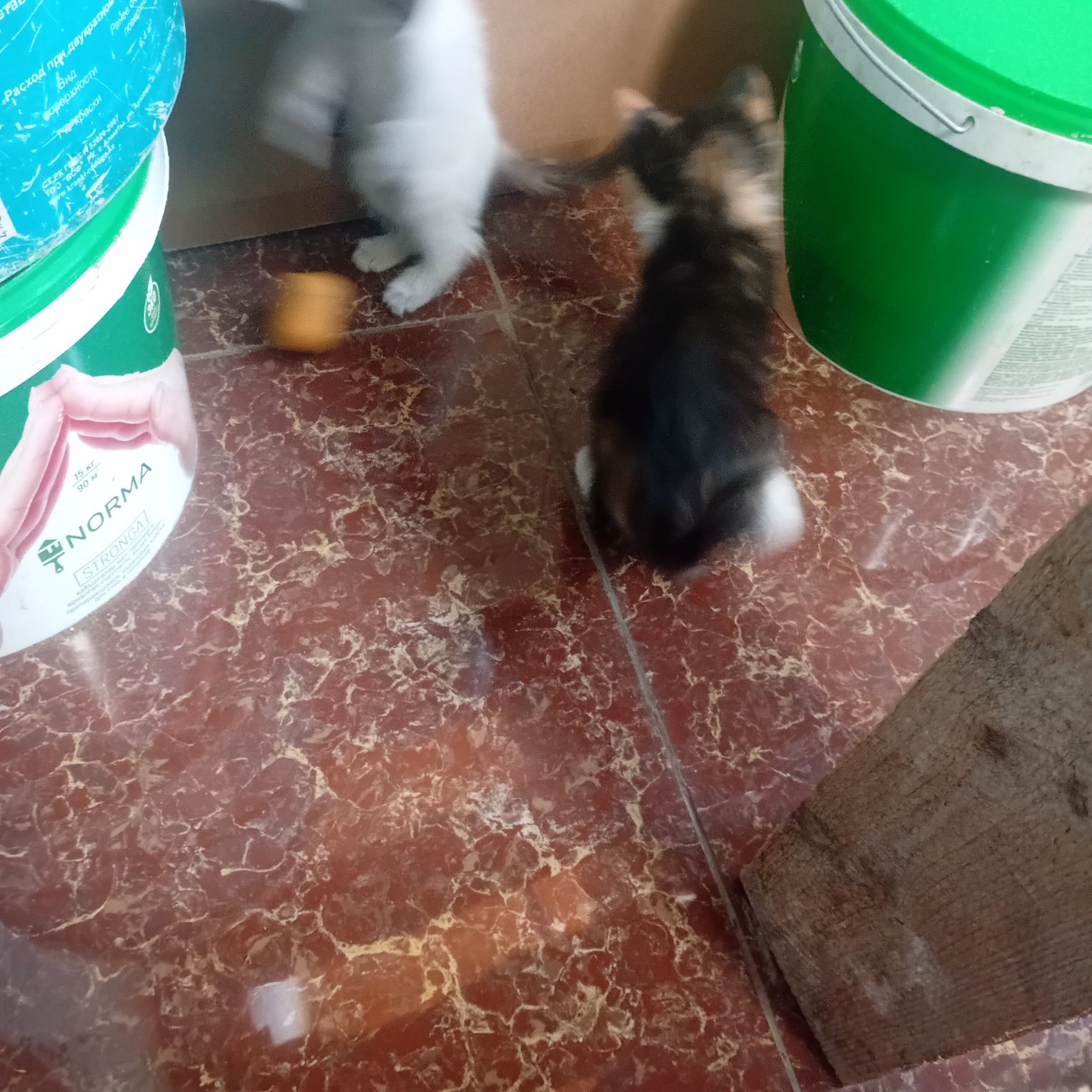 Отдам котят 2 месяца