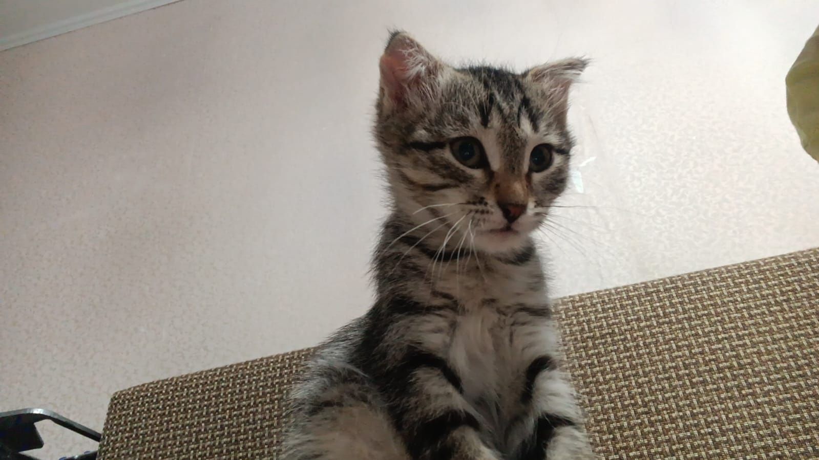 Котята девочка и мальчик