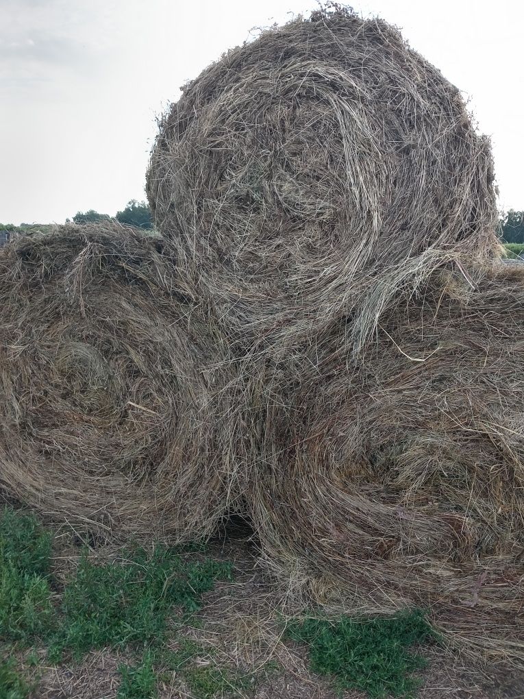 Продам сено в рулонах