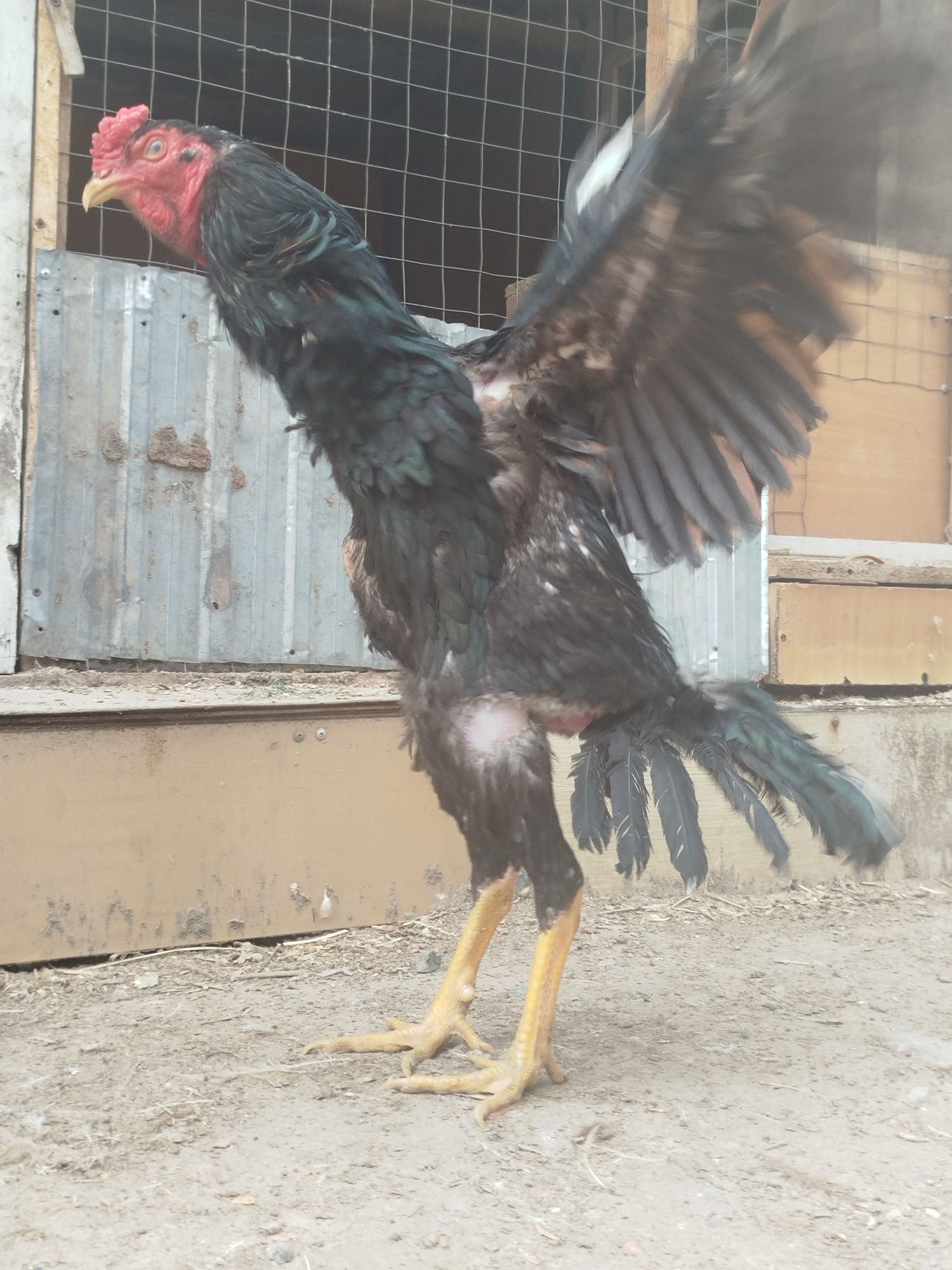 Дакан продам дакан
