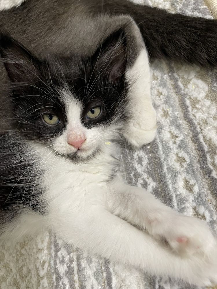 Котята два месяца