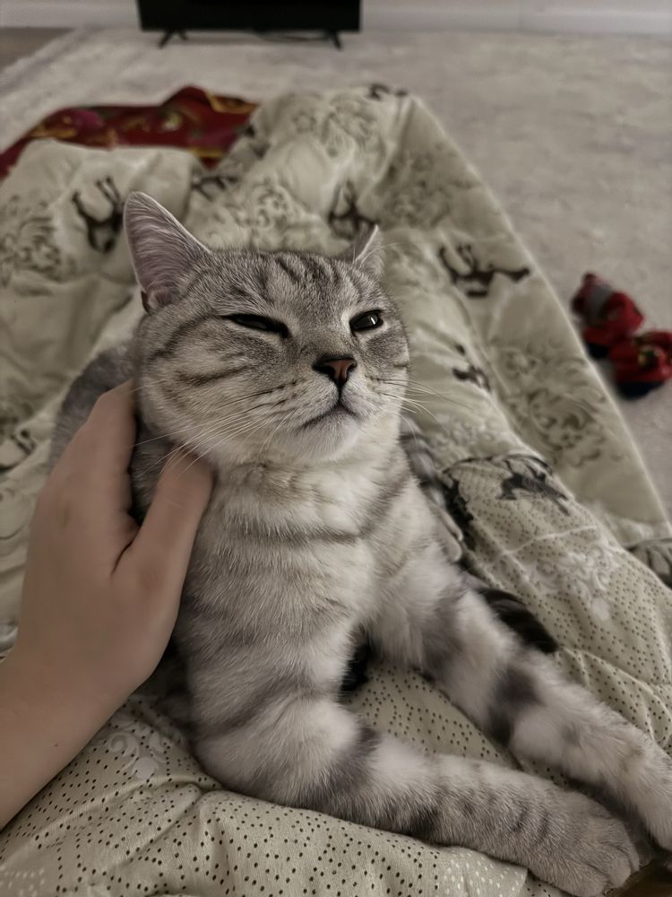 Шотландский страйт кошка
