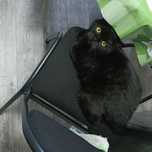 Продам шотландского кота