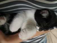 Котёнок  (мысық)