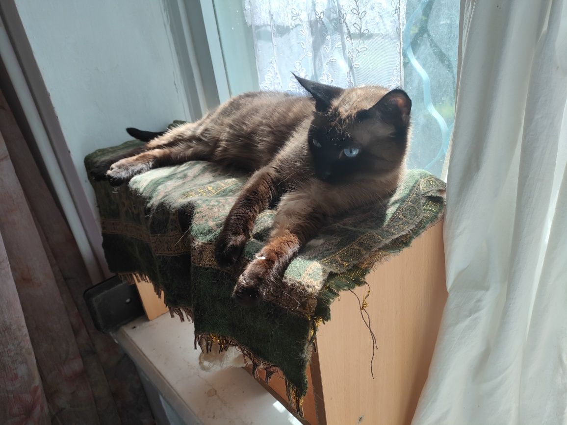 Кот сиамский, кастрирован