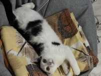 Котенок 6 месяцев
