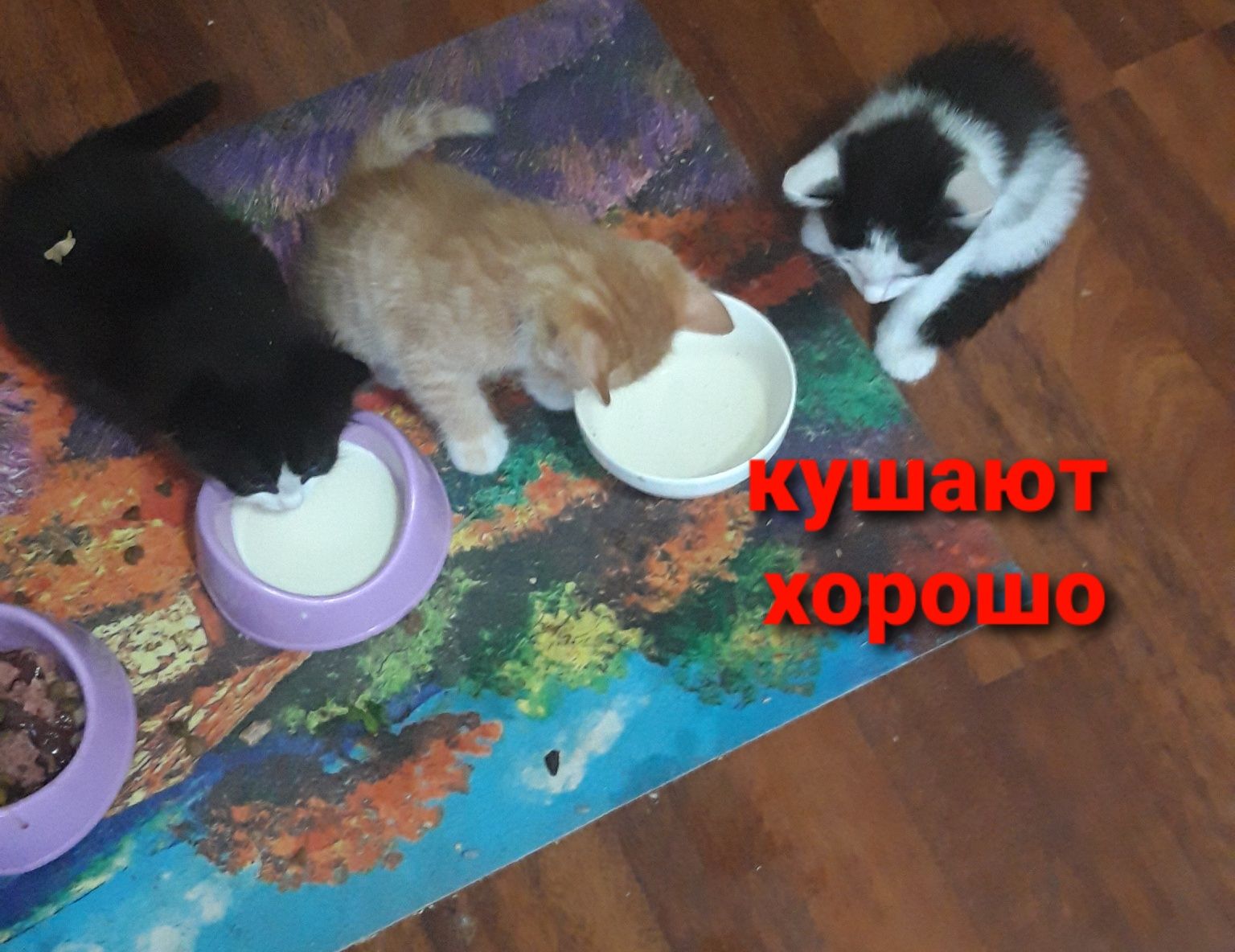 Котят отдам в добрые руки