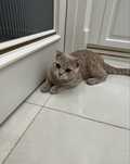Кот в хорошие руки