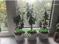 Комнатные цветы , аглаонема ,фикус, женское счастье,денежное дерево ку