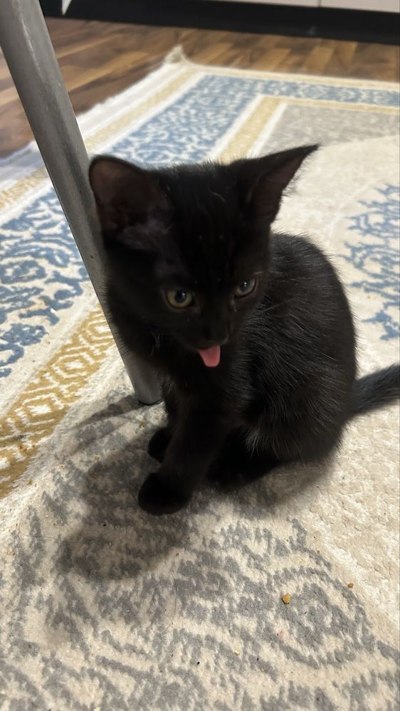 Котенок в добрые руки!