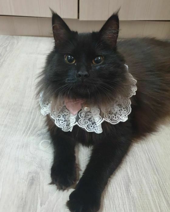 Ищет семью кошечка!