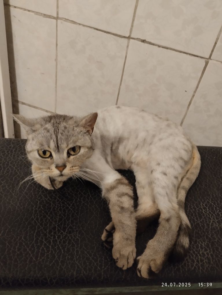 Отдам кошечку в добрые руки