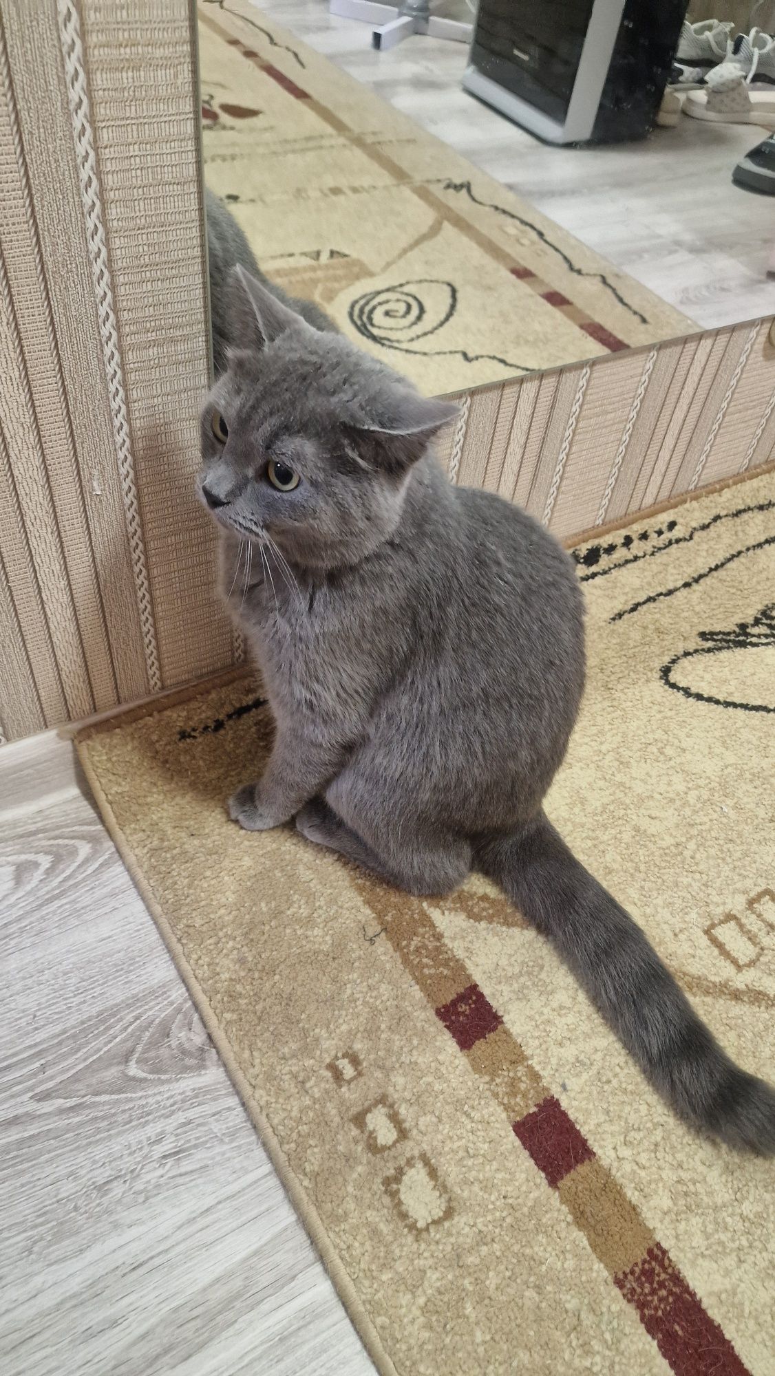 Кот кастрированный