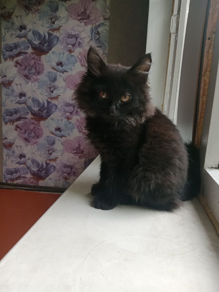 Котята в поисках дома