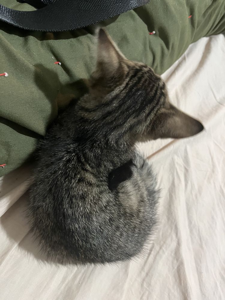 Котенок бесплатно