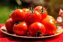 Продам дачные помидоры