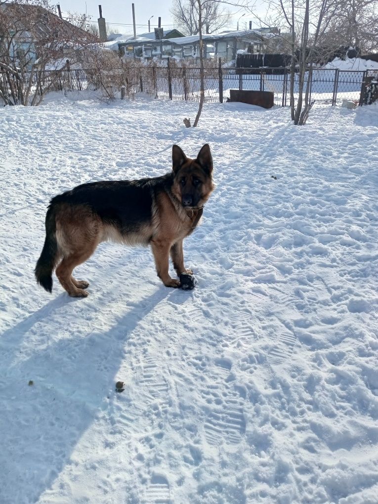 Вязка Кобель немецкой овчарки