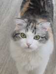 Кошка, 9 месяцев